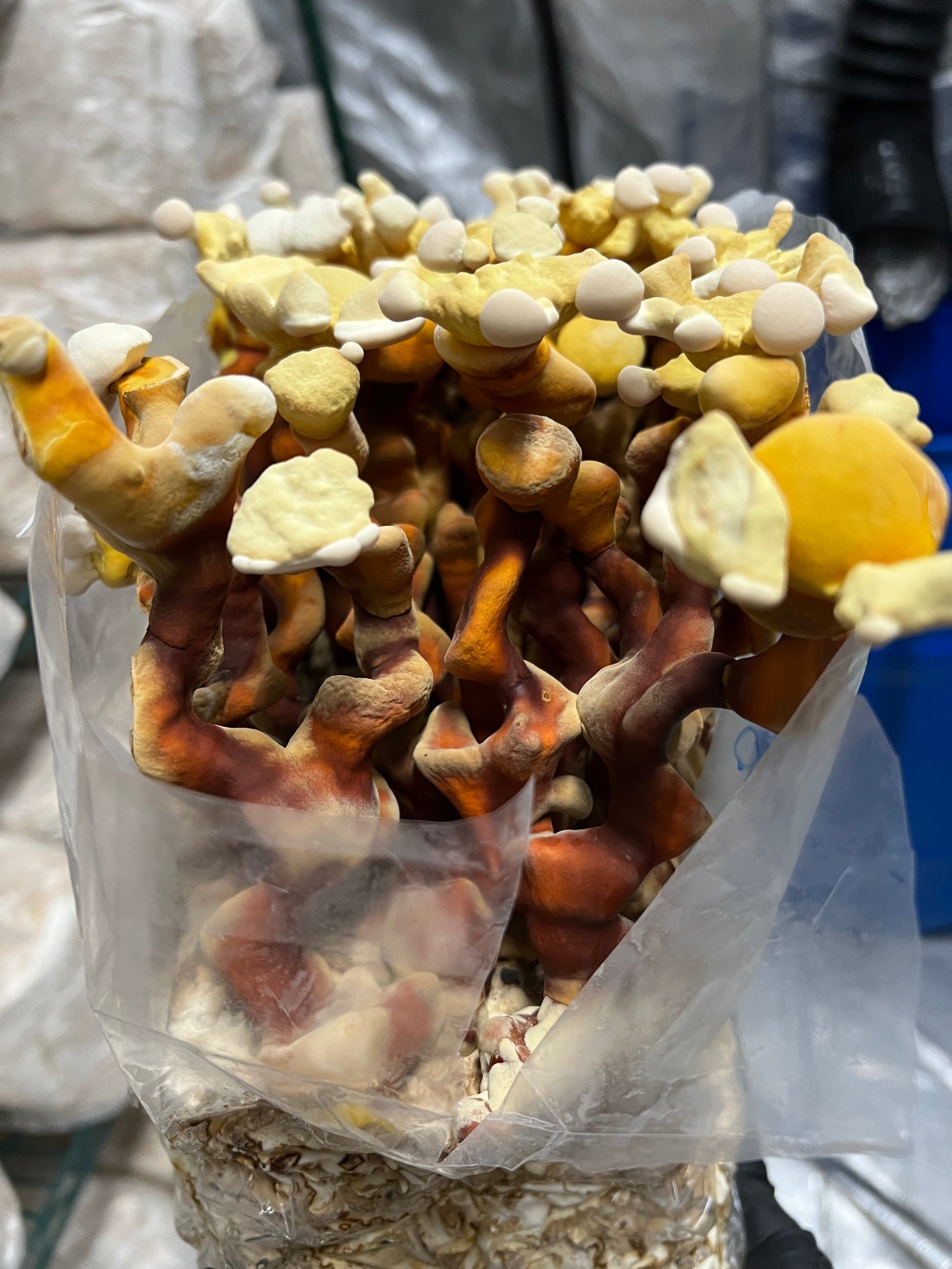 Freeze Dried Reishi Powder 60g