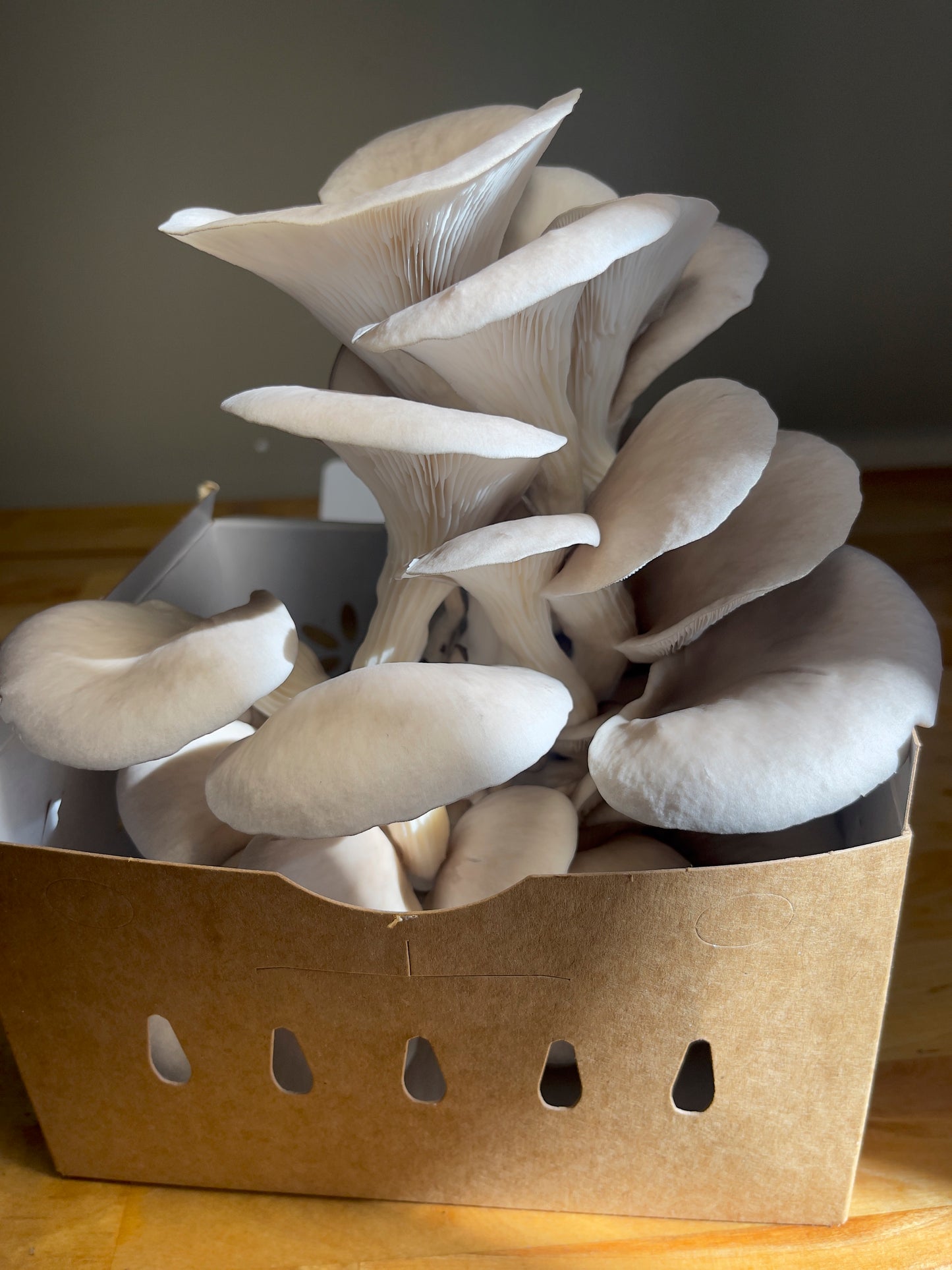 Fresh Blue Oyster Mushrooms