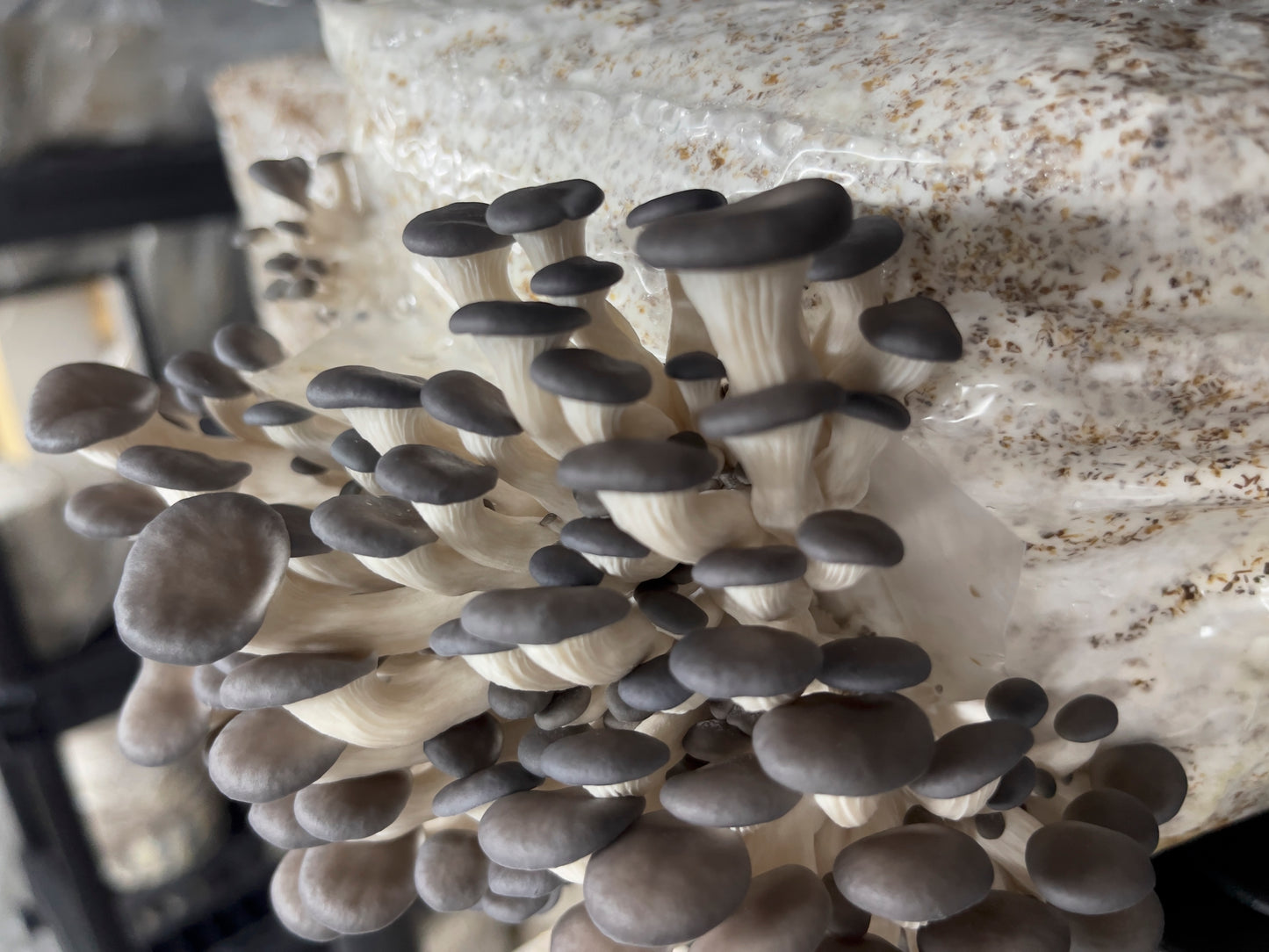 Fresh Blue Oyster Mushrooms