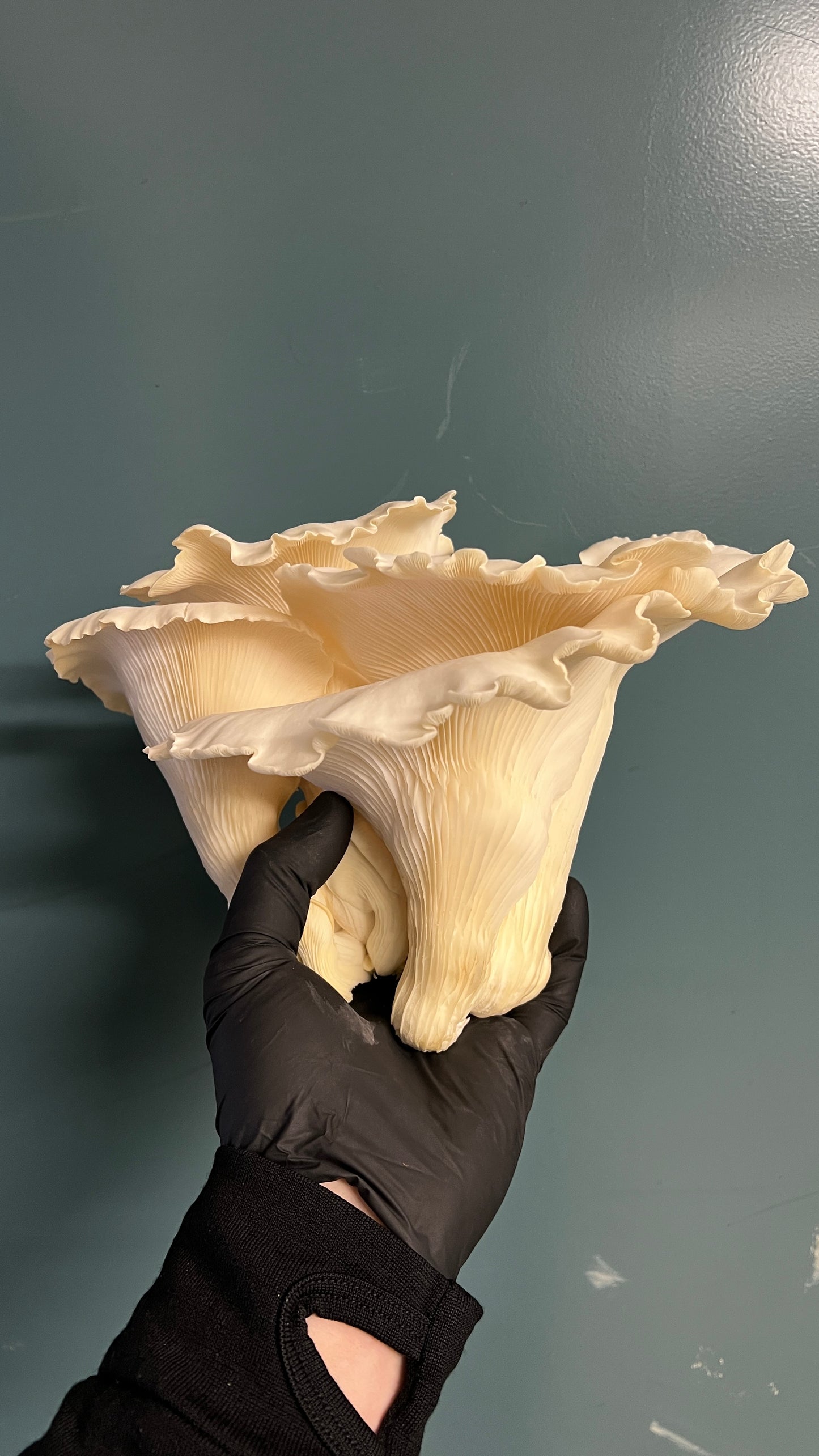 Fresh Aspen Oyster Mushrooms