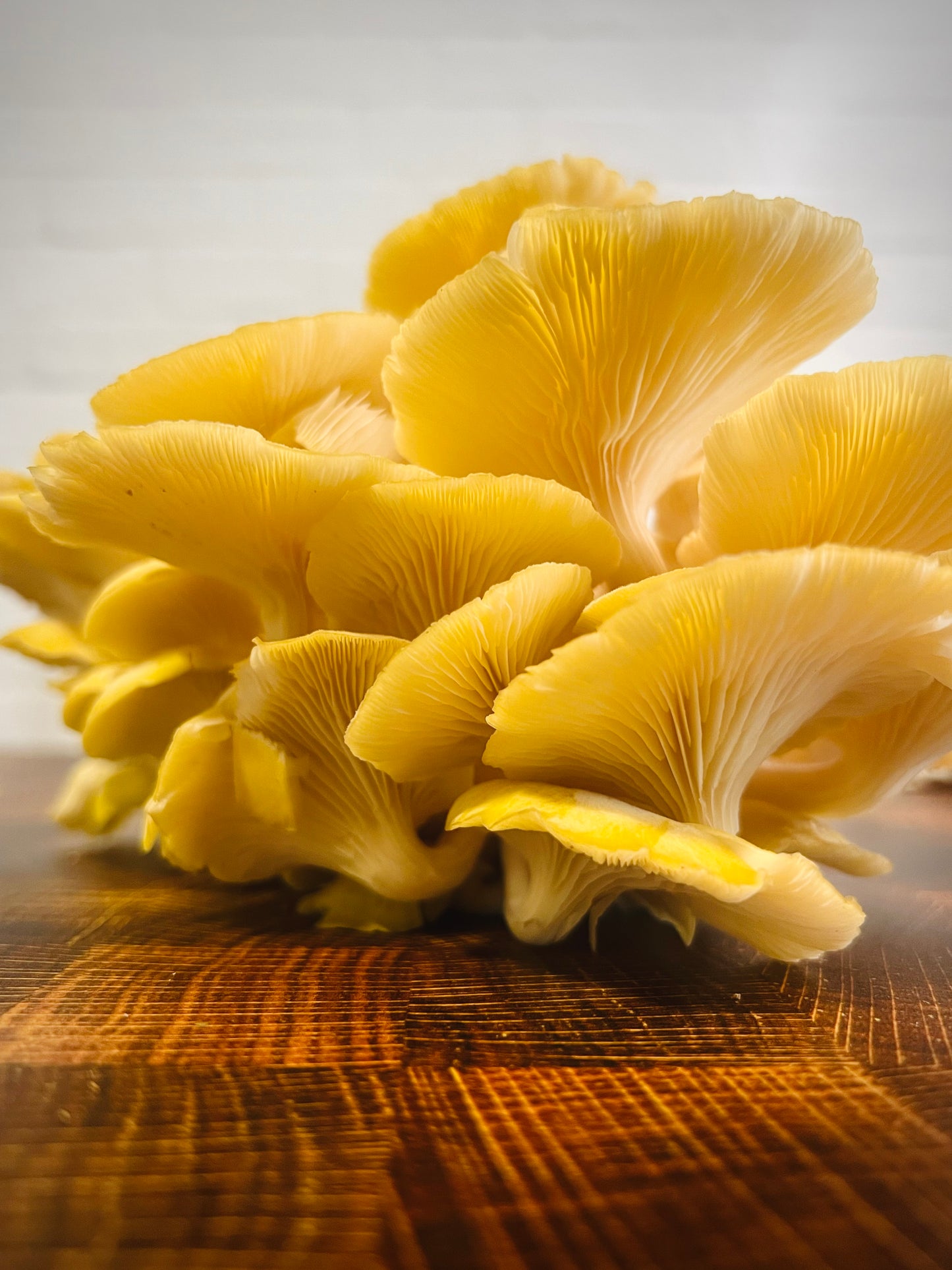 Fresh Golden Oyster Mushrooms