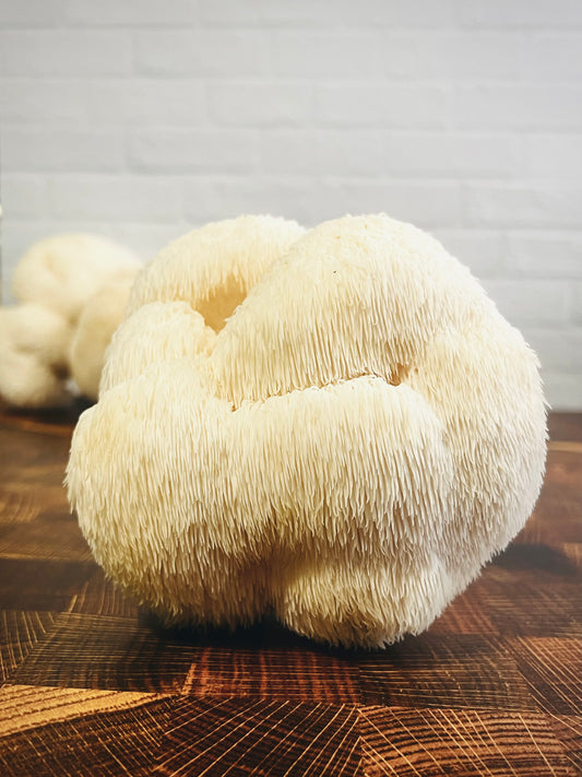 Fresh Lion's Mane Mushrooms