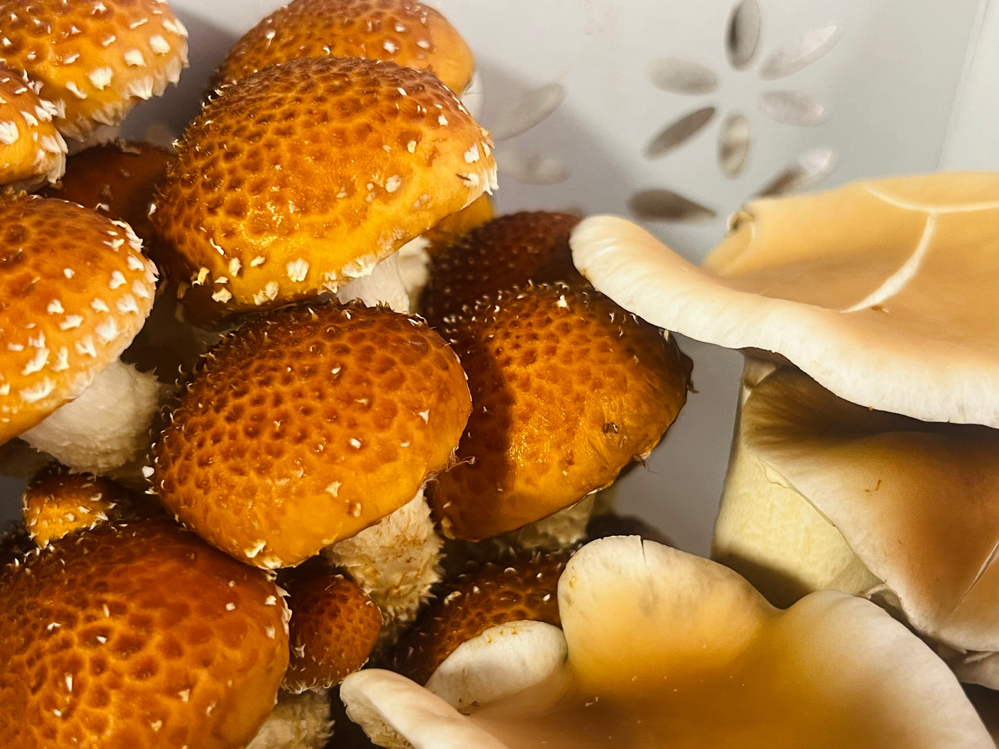 Fresh Chestnut Mushrooms