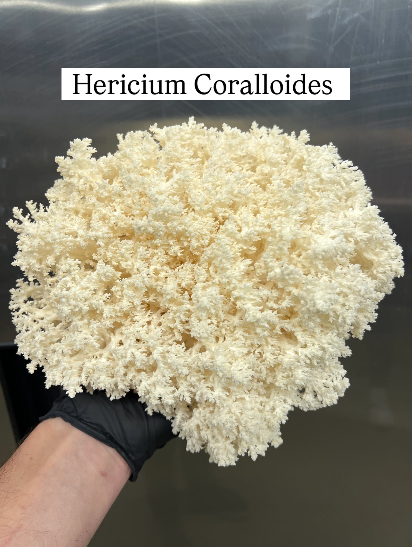 Fresh Coral Tooth Mushroom