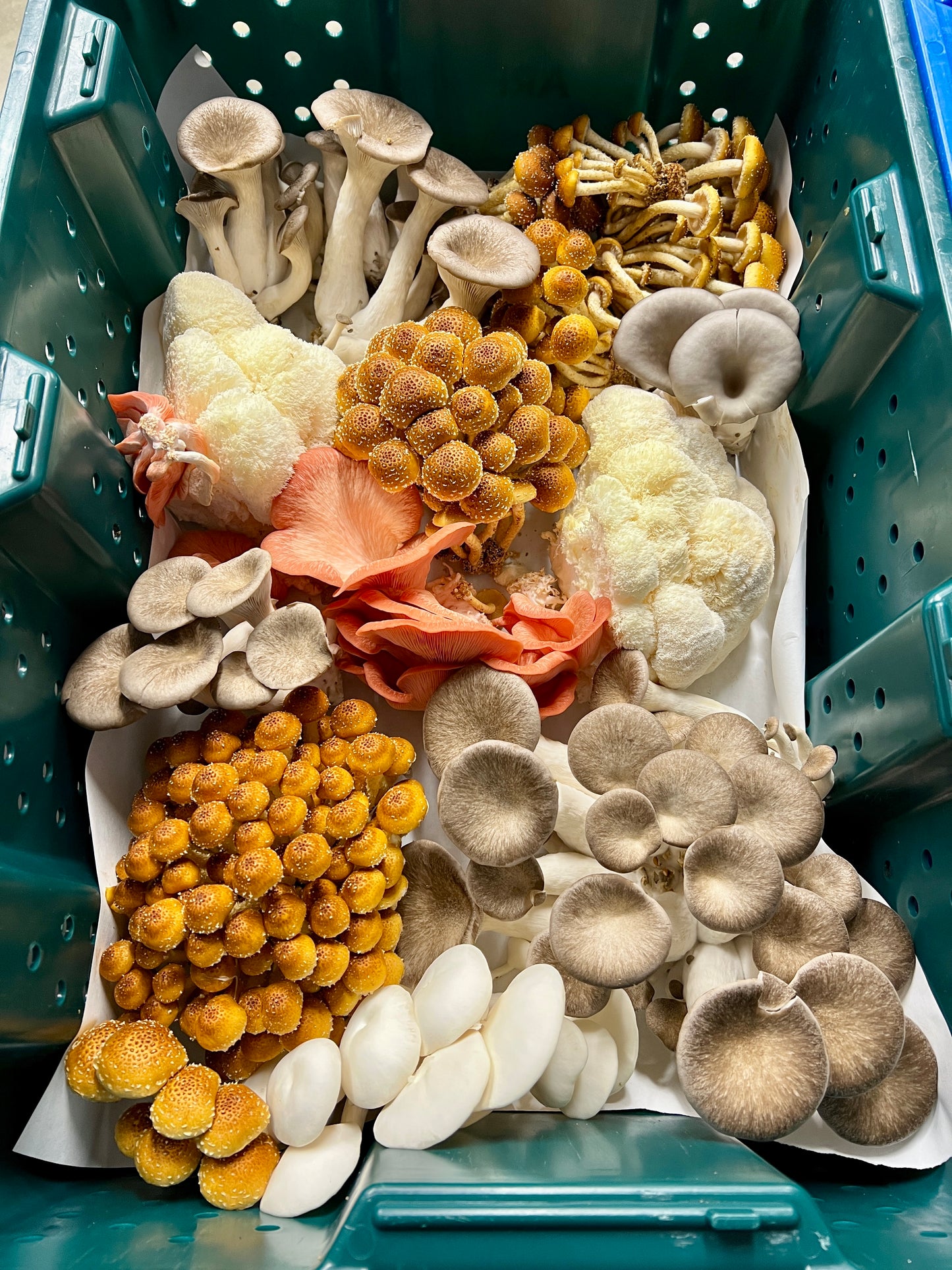 5lb Fresh Mix - Fresh Mushroom Mix