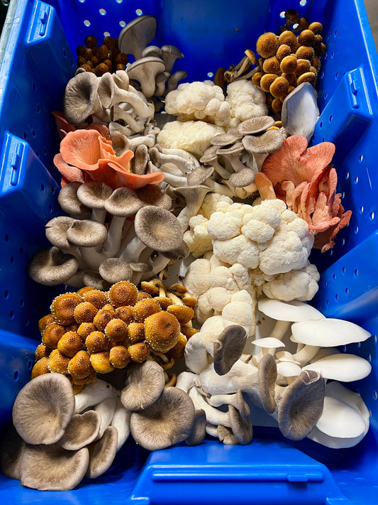 5lb Fresh Mix - Fresh Mushroom Mix