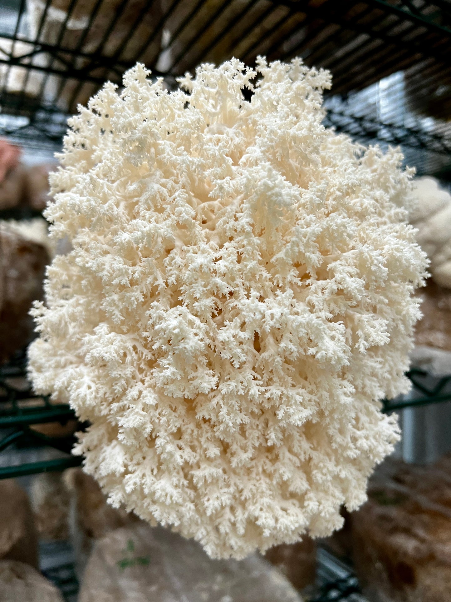 Fresh Coral Tooth Mushroom