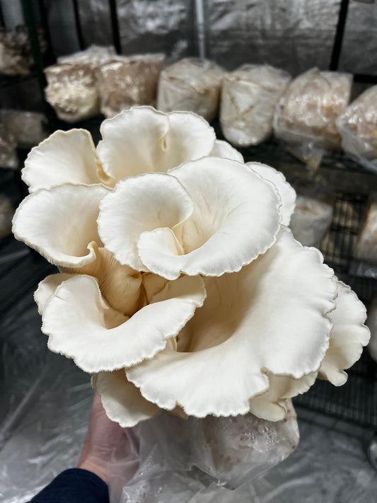 Fresh Aspen Oyster Mushrooms