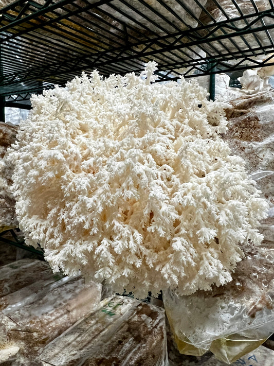 Fresh Coral Tooth Mushroom