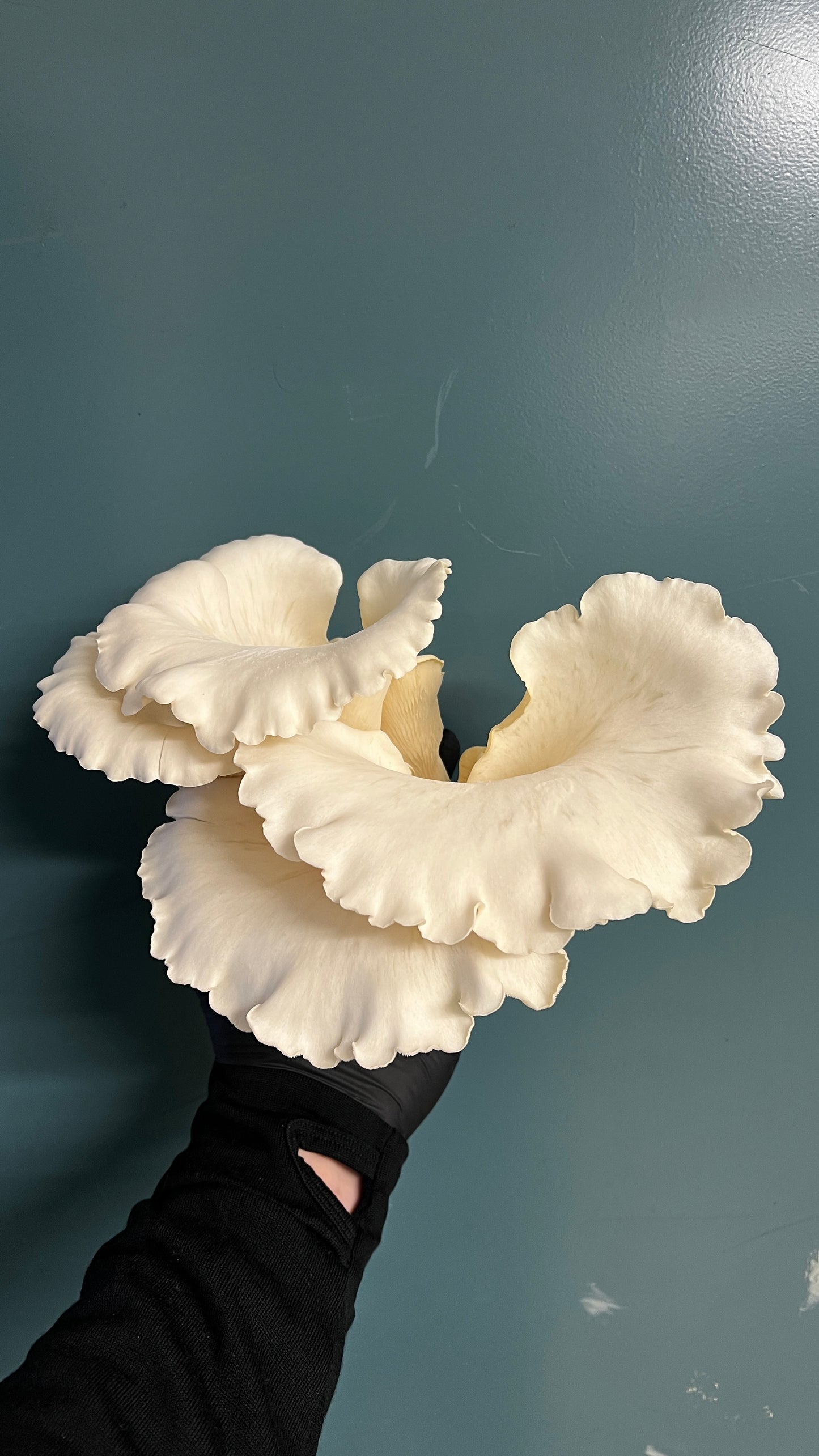 Fresh Aspen Oyster Mushrooms