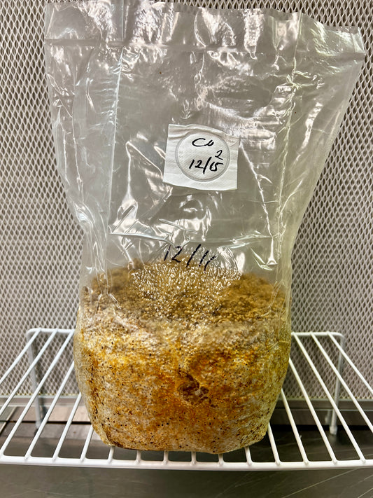 3lb Chestnut Millet Grain Spawn