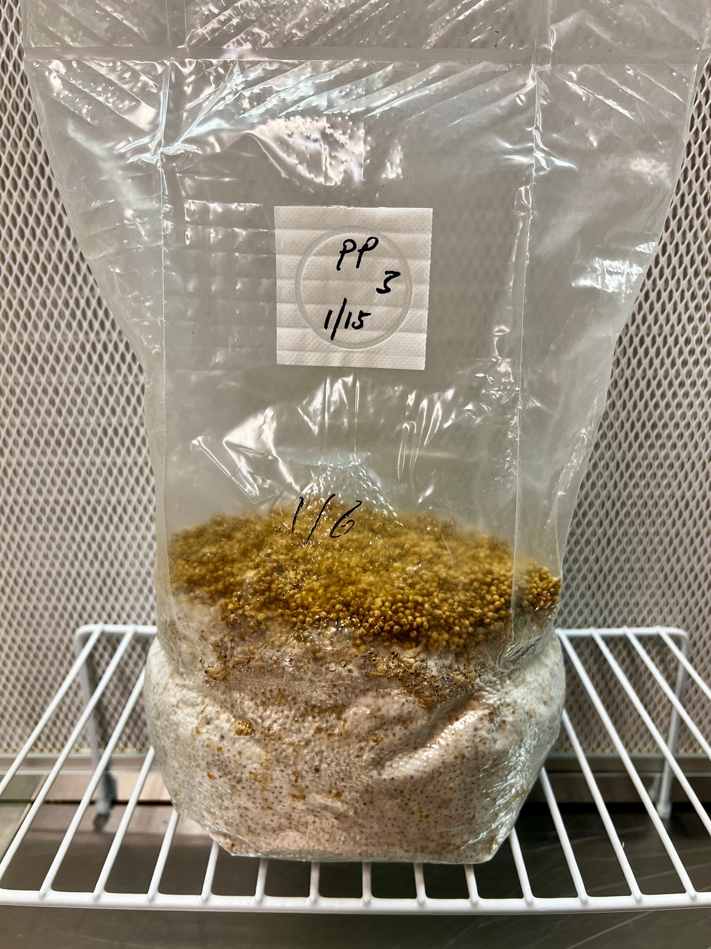 3lb Pioppino Millet Grain Spawn