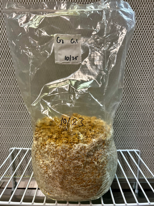 3lb Golden Oyster Millet Grain Spawn