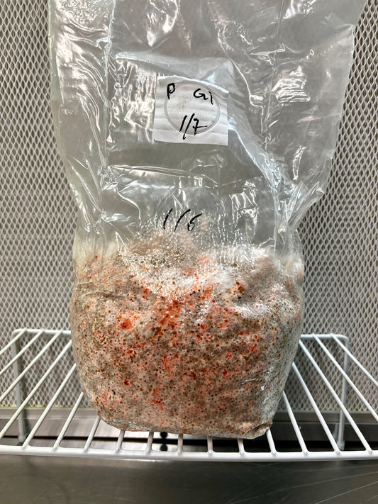 3lb Pink Oyster Millet Grain Spawn