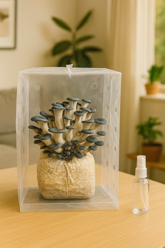 Blue Oyster Mushroom Grow Kit
