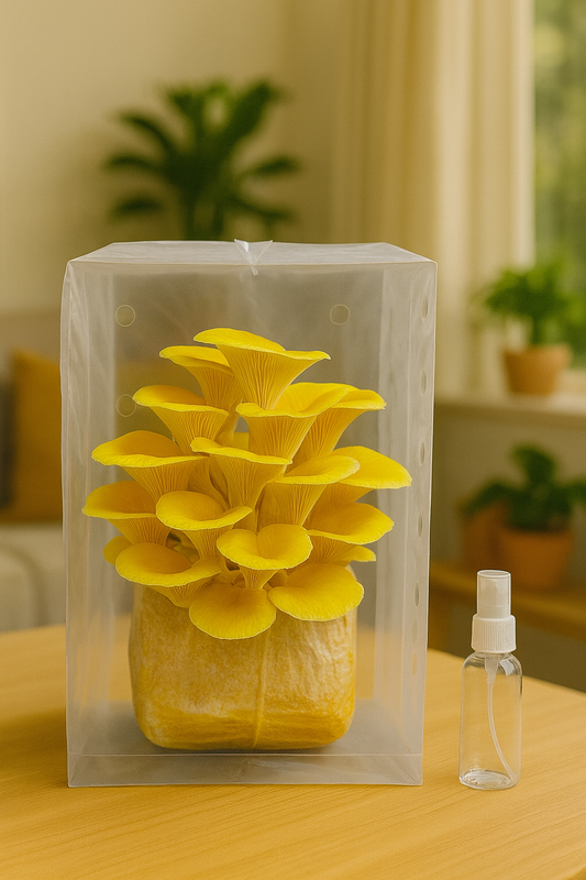 Golden Oyster Mushroom Grow Kit