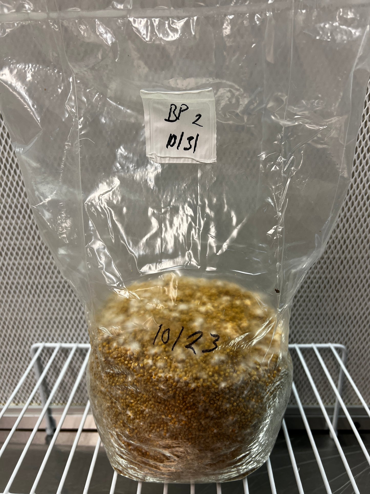 3lb Black Pearl King Trumpet Millet Grain Spawn