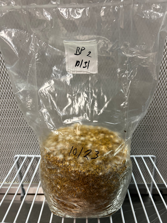 3lb Black Pearl King Trumpet Millet Grain Spawn