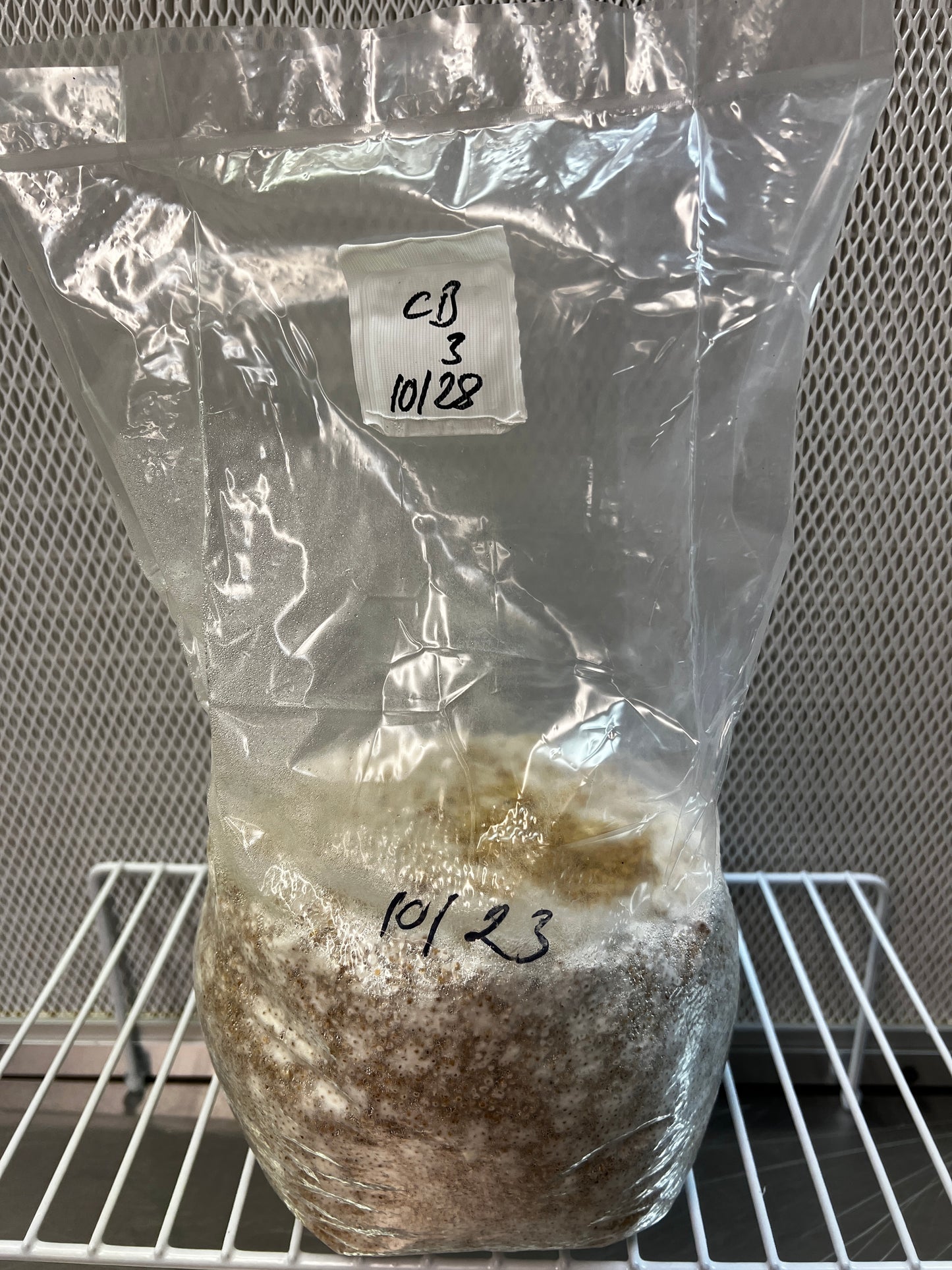 3lb Blue Oyster Millet Grain Spawn