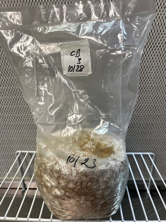 3lb Blue Oyster Millet Grain Spawn