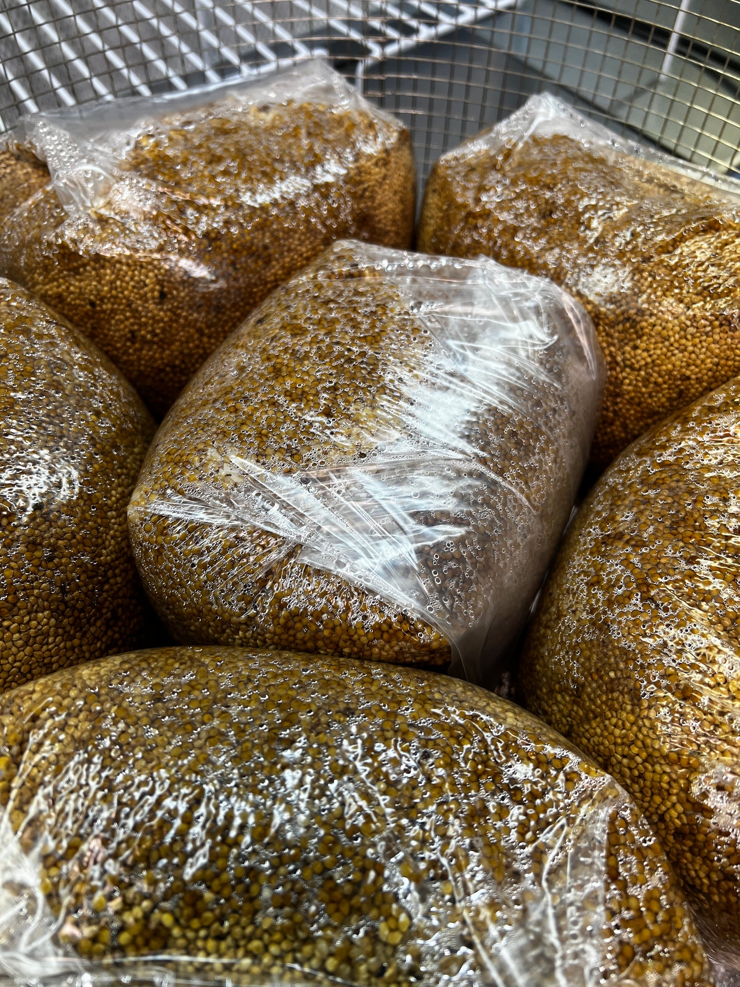 3lb Sterile White Millet Grain