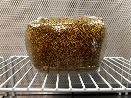 3lb Sterile White Millet Grain