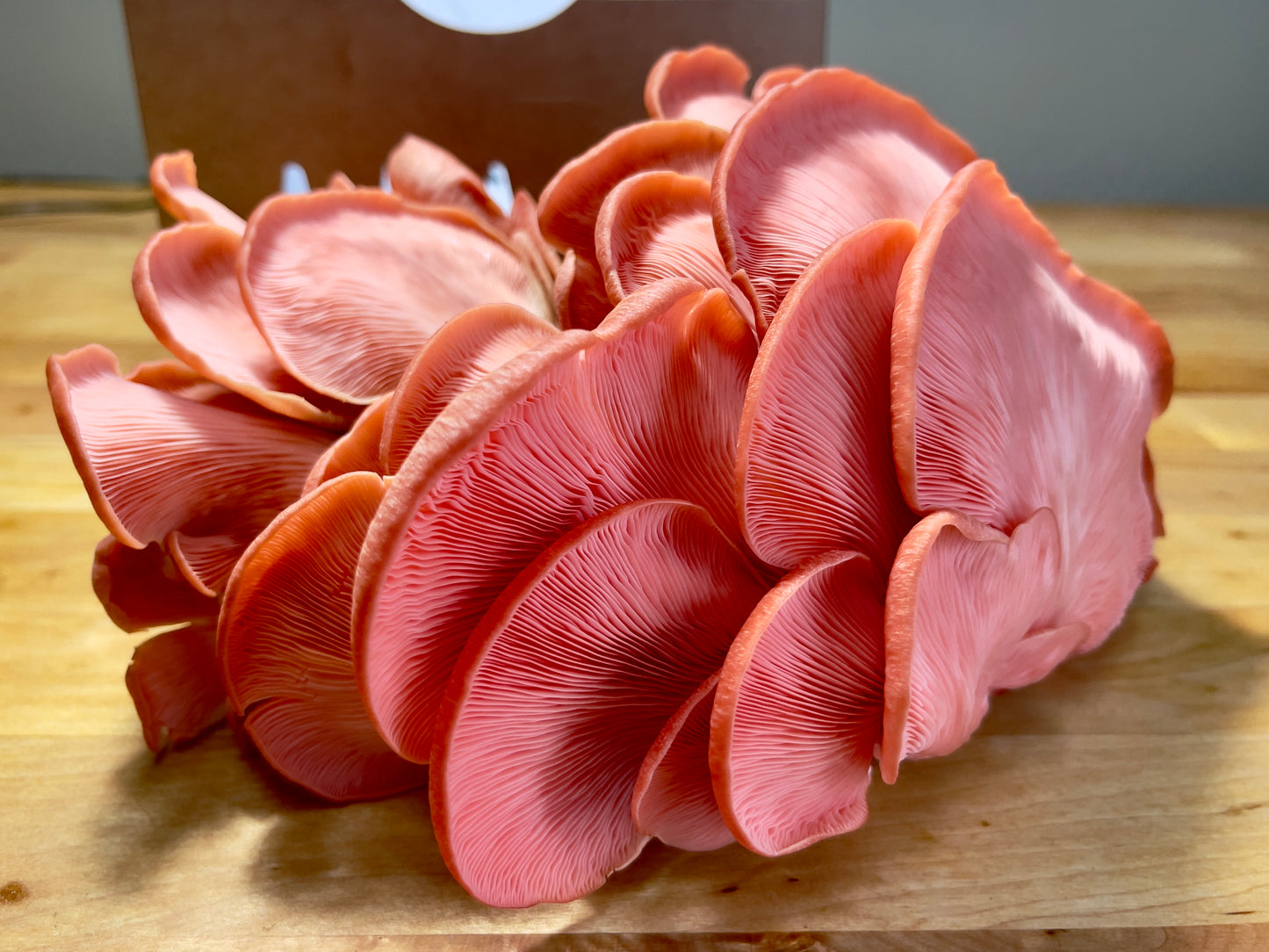 Fresh Pink Oyster Mushrooms
