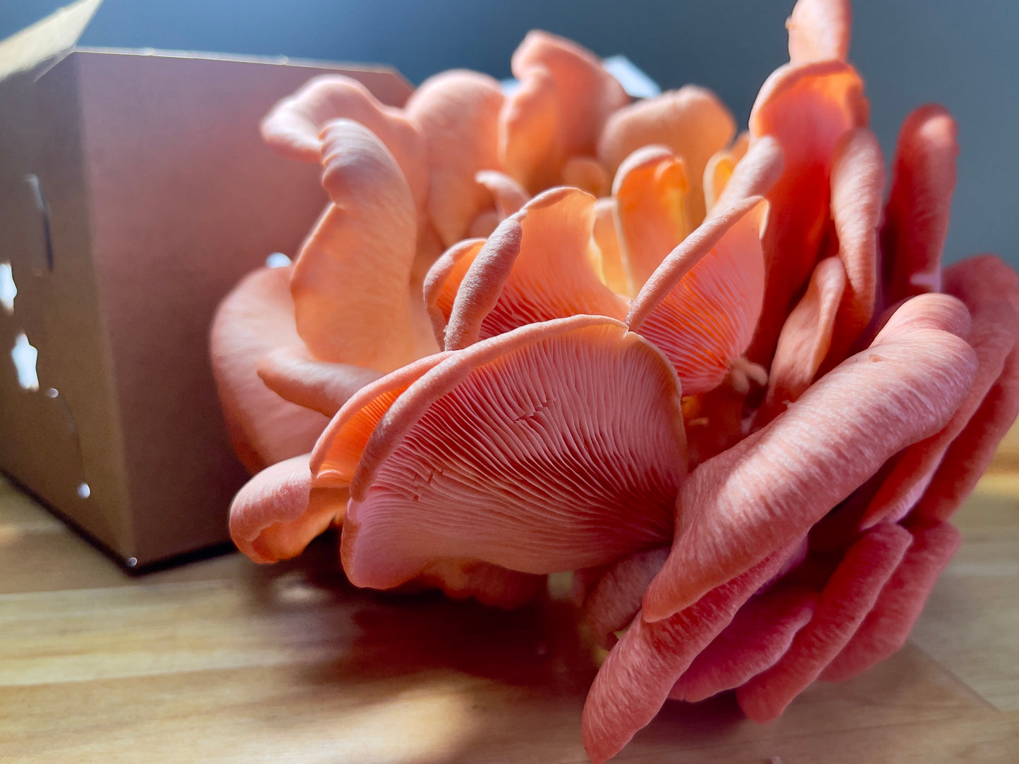 Fresh Pink Oyster Mushrooms