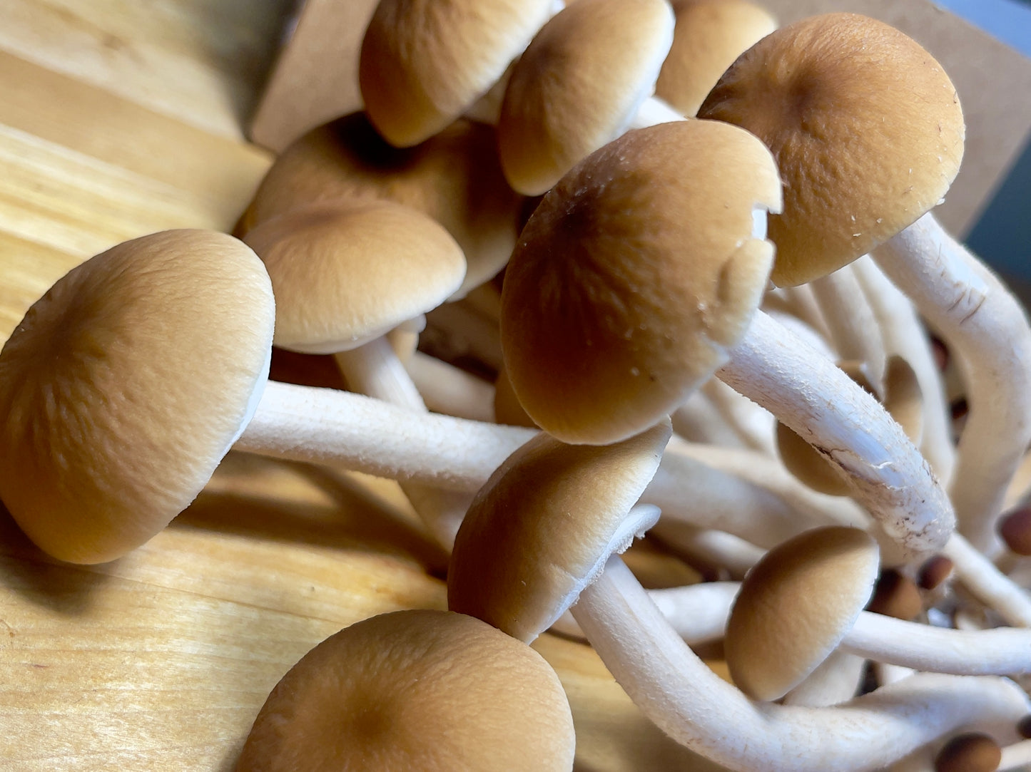Fresh Pioppino Mushrooms