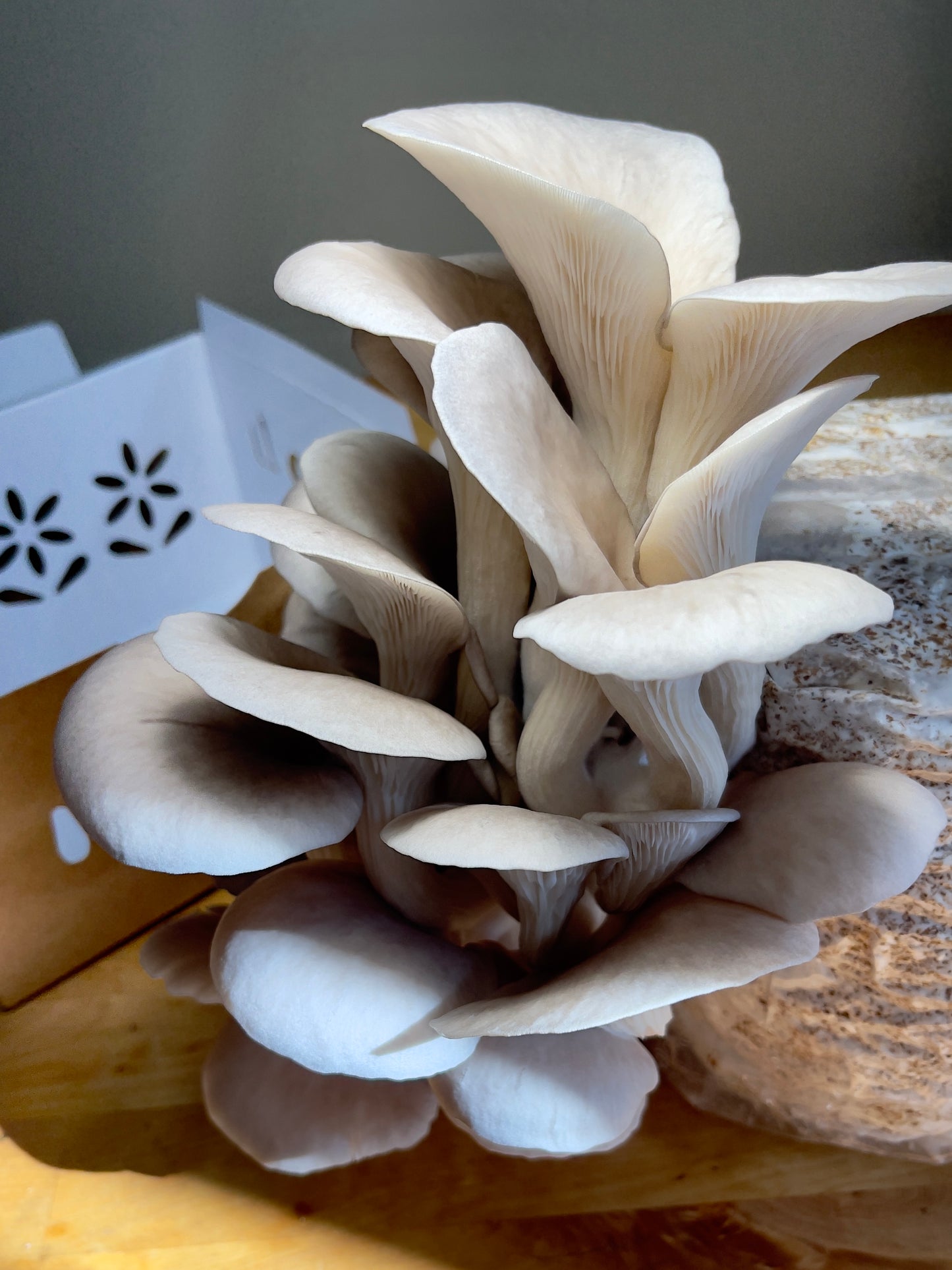 Fresh Blue Oyster Mushrooms