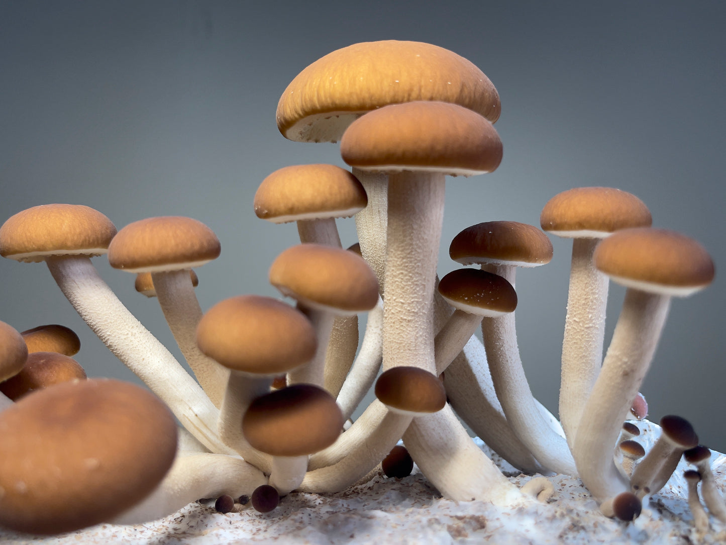 Fresh Pioppino Mushrooms