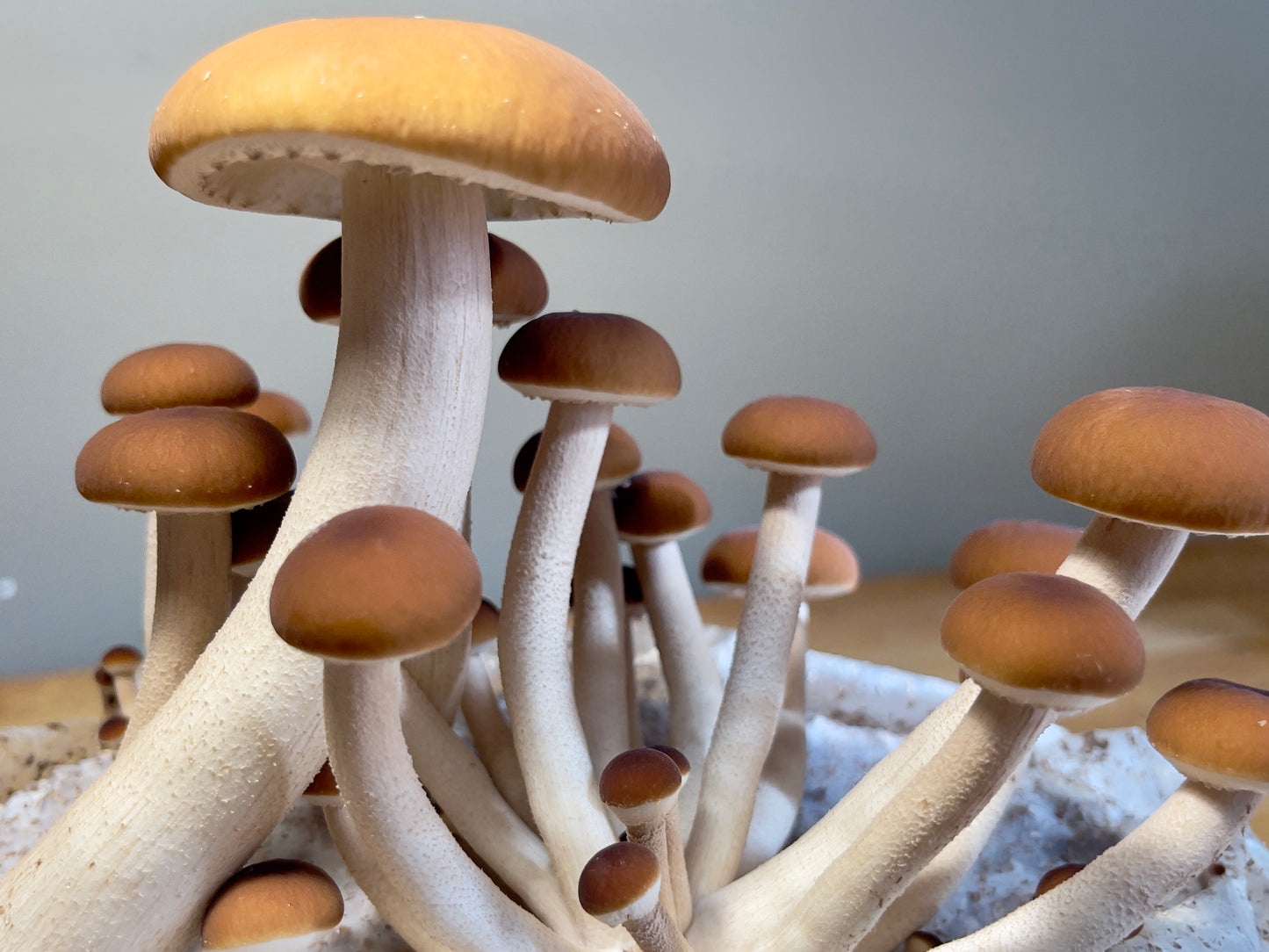 Fresh Pioppino Mushrooms