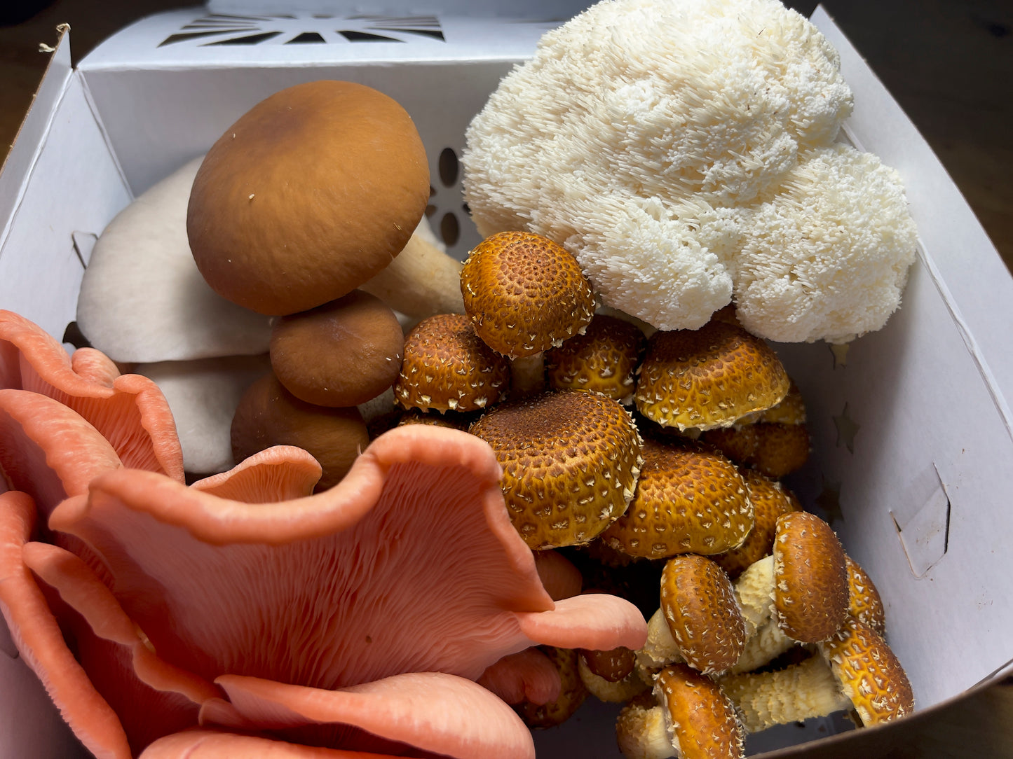 1/2 lb. Fresh Mix - Fresh Mushroom Mix (Half-pound)