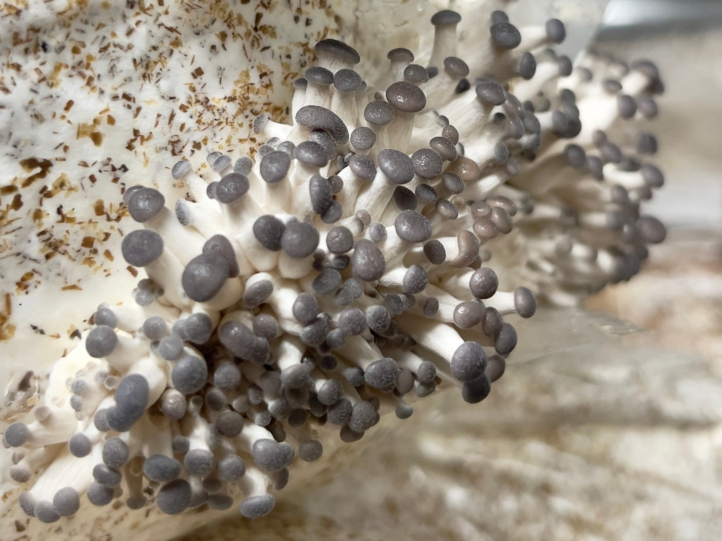 Fresh Blue Oyster Mushrooms