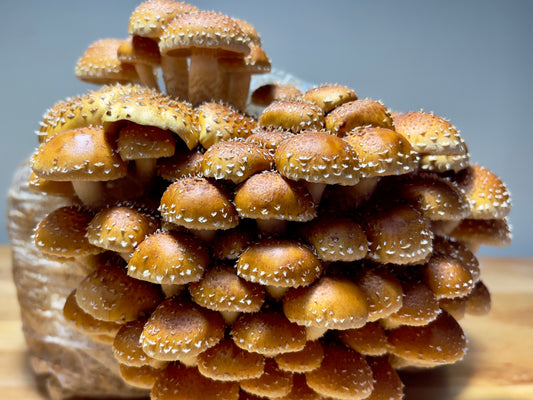 Fresh Chestnut Mushrooms