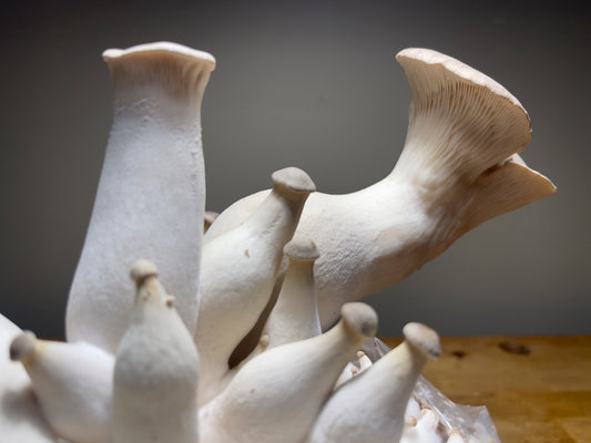 Fresh King Trumpet Mushrooms