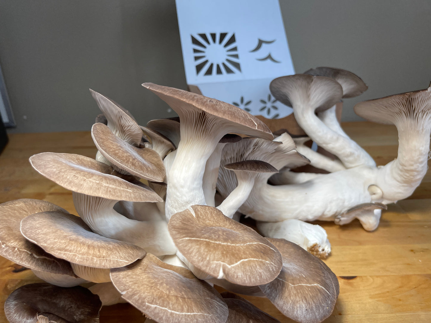 Fresh Black Pearl King Oyster Mushrooms