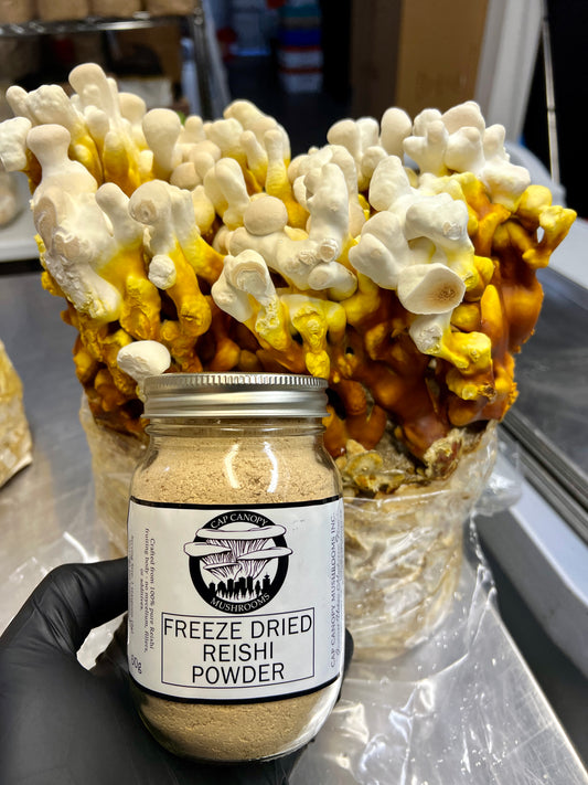 Freeze Dried Reishi Powder 60g