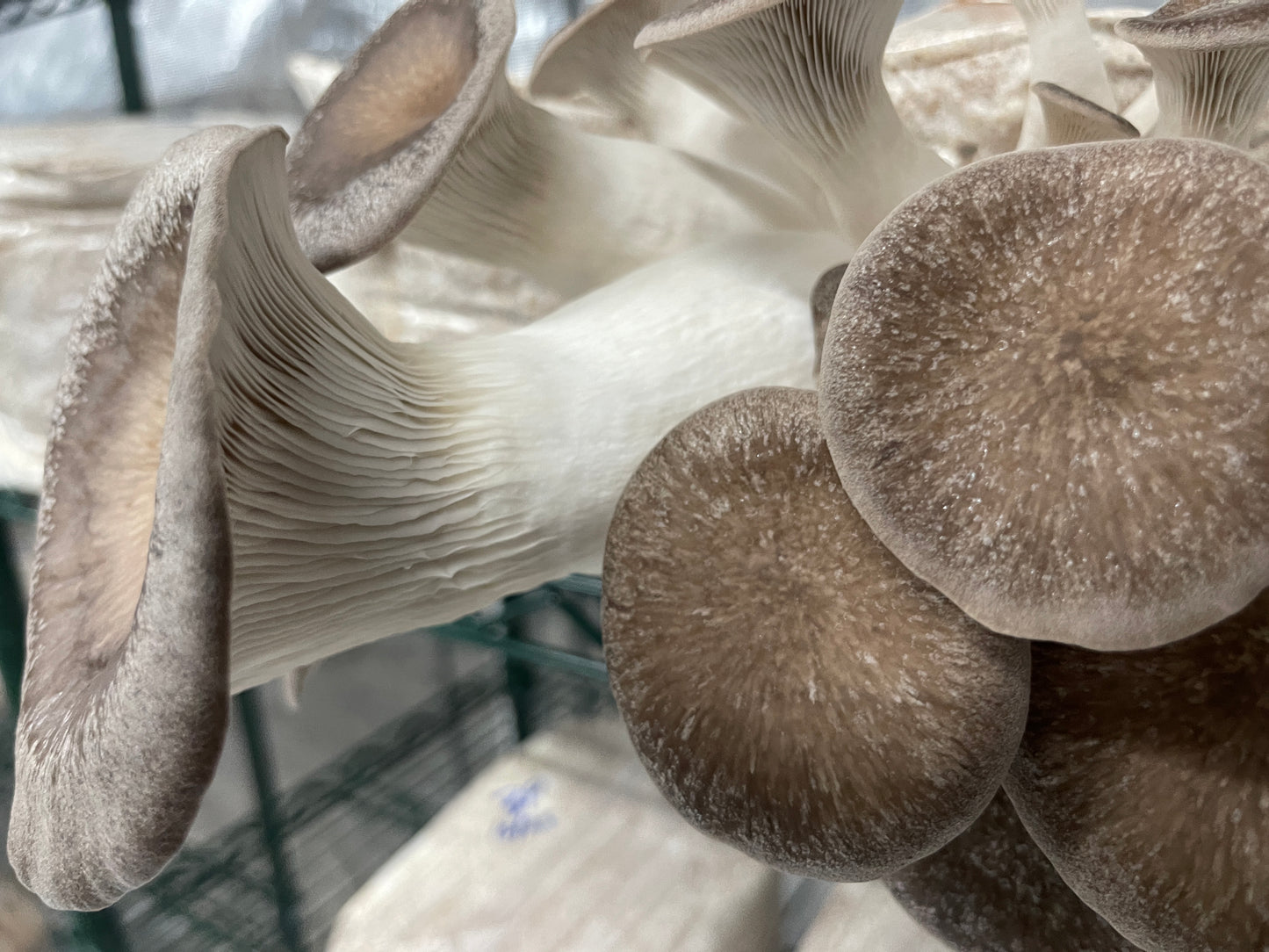 Fresh Black Pearl King Oyster Mushrooms